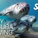 Try Scuba Diving is a SSI initiation course and dive. It&rsquo;s for those of you who have never experienced the wonders of scuba diving before.

You will get to spend half a day with us and be&nbsp;taught everythin...