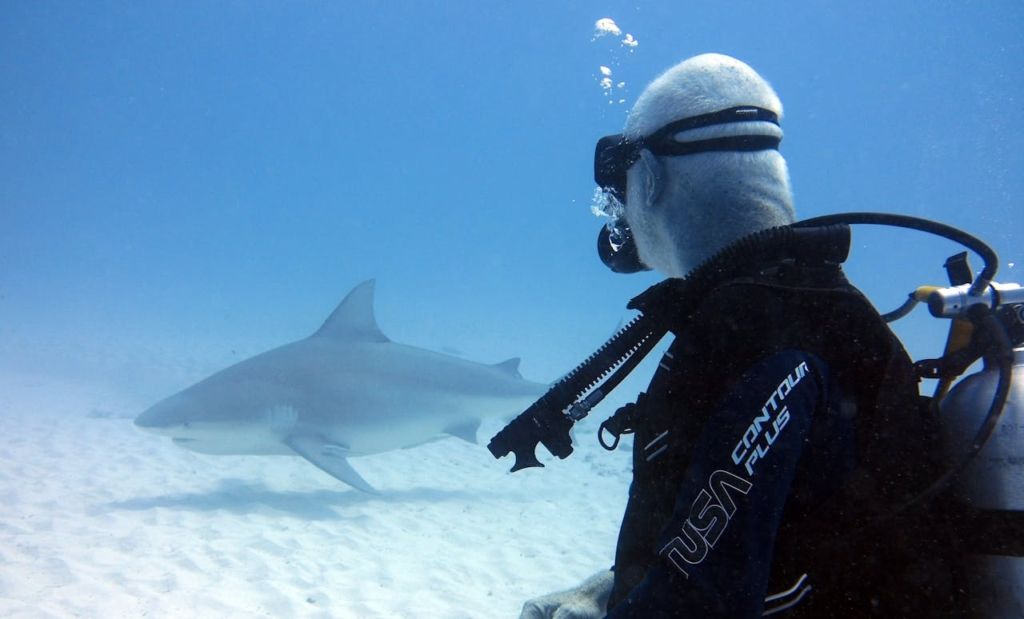 ¿Dónde puedo bucear con tiburones?