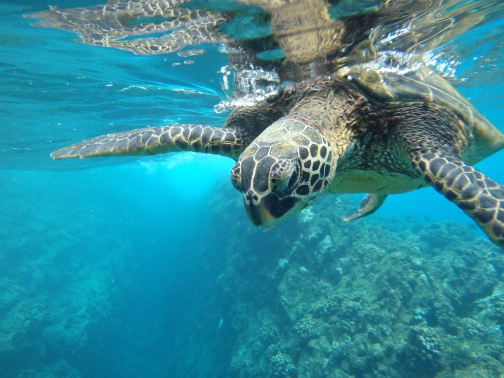 ¿Se puede bucear con tortugas marinas? Guía completa para una experiencia mágica y responsable