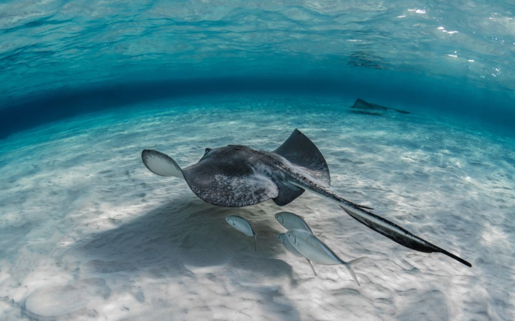 ¿Es seguro bucear con mantarrayas? Cómo y dónde bucear con ellas