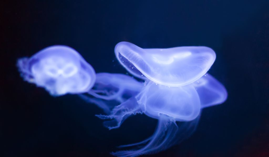 Buceo nocturno: animales marinos nocturnos