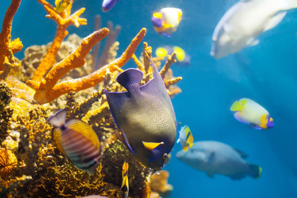 Curiosidades sobre el comportamiento de los animales marinos