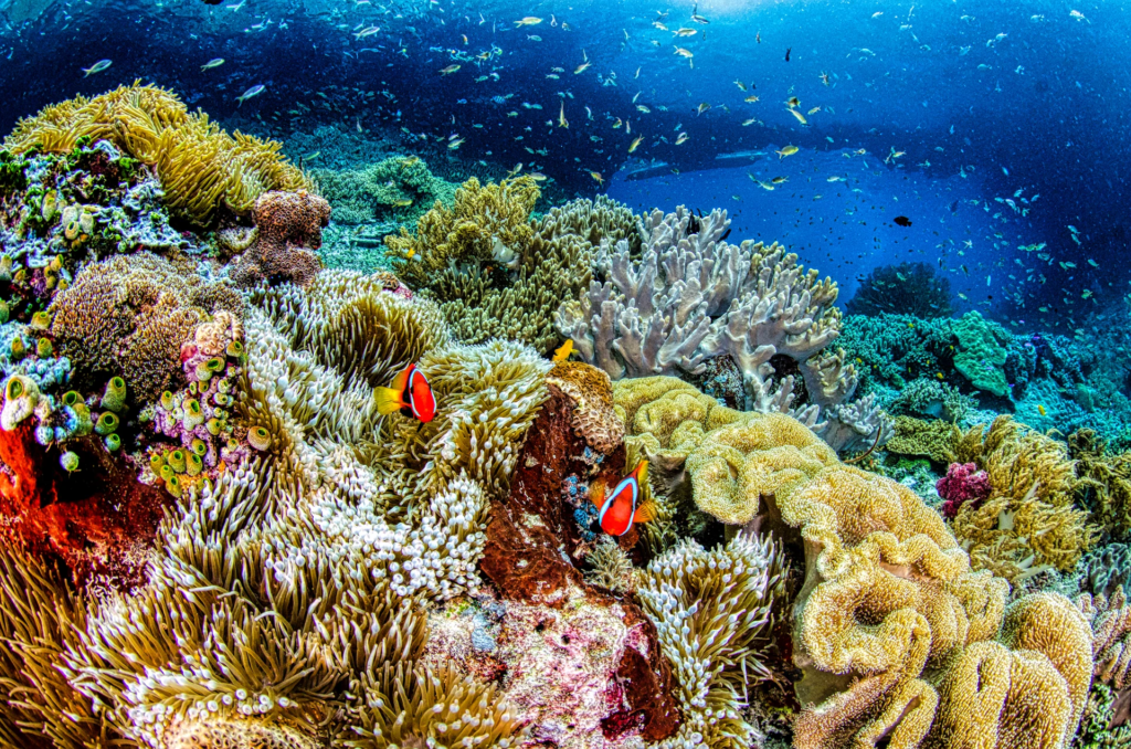 Cómo funciona un ecosistema marino: vida bajo la superficie